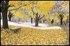 Snow n Maples 0920.jpg
