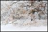 Winter Oak_1698.jpg