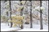 Winter Woods_1663.jpg