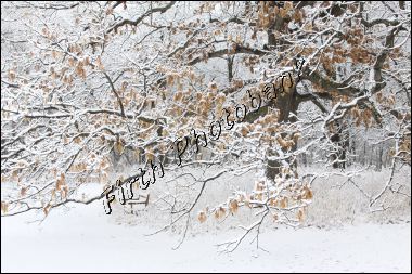 winter_oak_1698.jpg