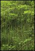 Green Ravine Joint Gr#A6CA2.jpg