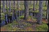 Theodore Wirth Park Bog