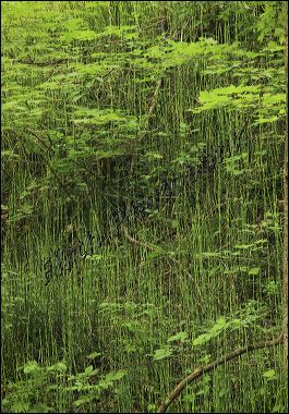 green_ravine_joint_gr_a6ca2.jpg