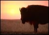Buffalo sunset ccc3.jpg