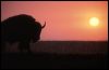 Bullalo at Sunset.jpg