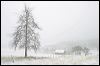 Pine and Barn in Snow#A6CC7.jpg