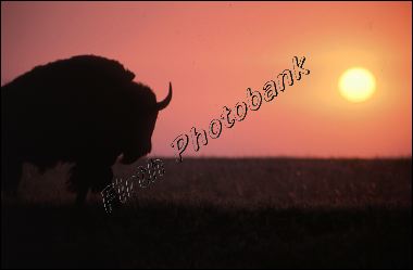 bullalo_at_sunset.jpg