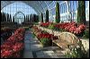 Como Conservatory, St. Paul, MN_7156.jpg