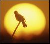 Black Bird at Sunrise