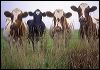 Cows at Fence