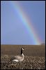 Goose and rainbow