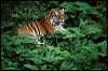 Amur Tiger Mn Zoo