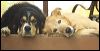 Wild Dogs