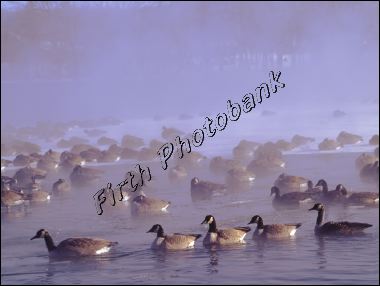 geese_at_20_below.jpg