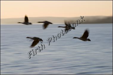 geese_over_cooks_bay_9583.jpg