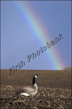 goose_n_rainbow_psal__5269.jpg