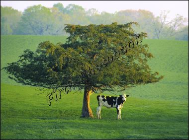lone_cow_.jpg