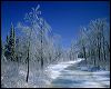 Icy Trees and River