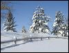 Trees and Fence 11x8.jpg