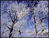 Winter Road 