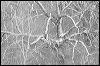 Snow-n-trees BW shrp 1811