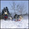 Dog SleddingCrop 7250