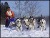 Dog Sledding Crop a6864