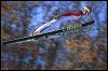 Ski Jumping