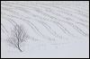 Corn Stubble in Snow 1001.jpg