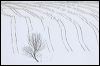 Corn Stubble in Snow #A6D2E.jpg