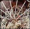 Idaho Planter wheel.jpg