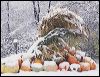 Snow Covered Pumpkins#A6D3F.jpg