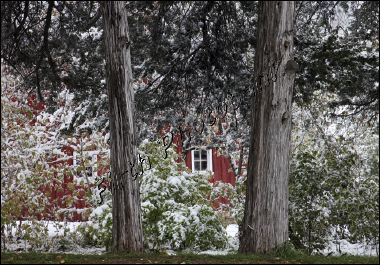 barn_and_cedars___1106.jpg