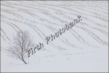 corn_stubble_in_snow_1001.jpg