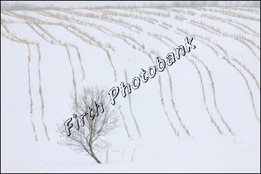 corn_stubble_in_snow__a6d2e.jpg