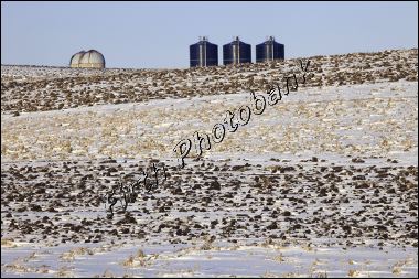 kelzers_winter_field__5409.jpg
