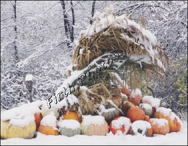 snow_covered_pumpkins_a6d3f.jpg