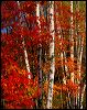 Fall Birch and Maple