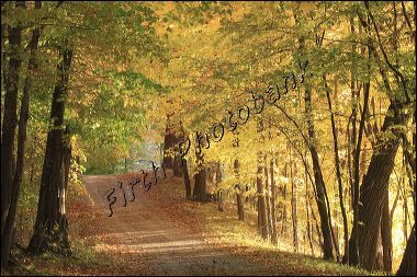 charlson_loop_rd__2008_1.jpg