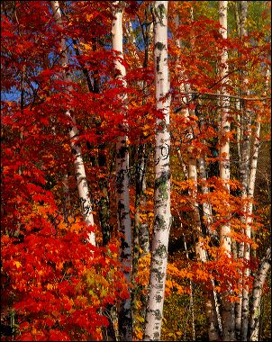 fall_birch_and_maple__0040.jpg