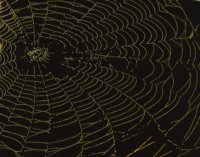 Spider web