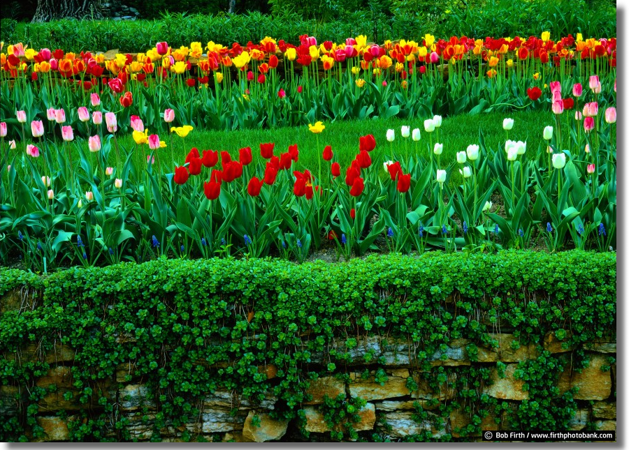Tulips Bucks Garden