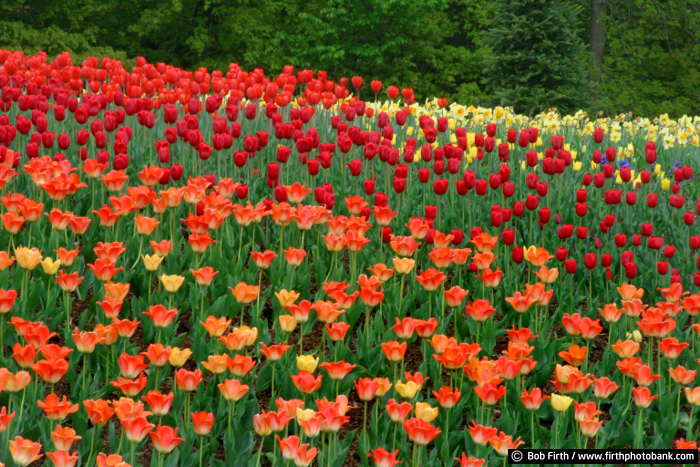 Tulips 3