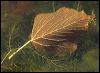 Cottonwood Leaf 9009