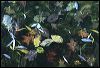Leaves n Greens 8804