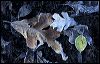 Leaves n Mud c 8800