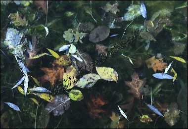 leaves_n_greens__8804_1.jpg