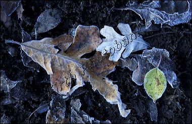 leaves_n_mud_c__8800_1.jpg