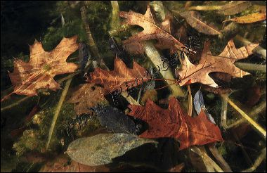 mostly_oaks_c__8928_1.jpg