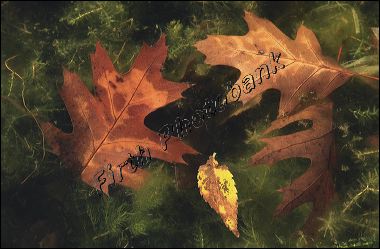 oak_carass__8966_1.jpg